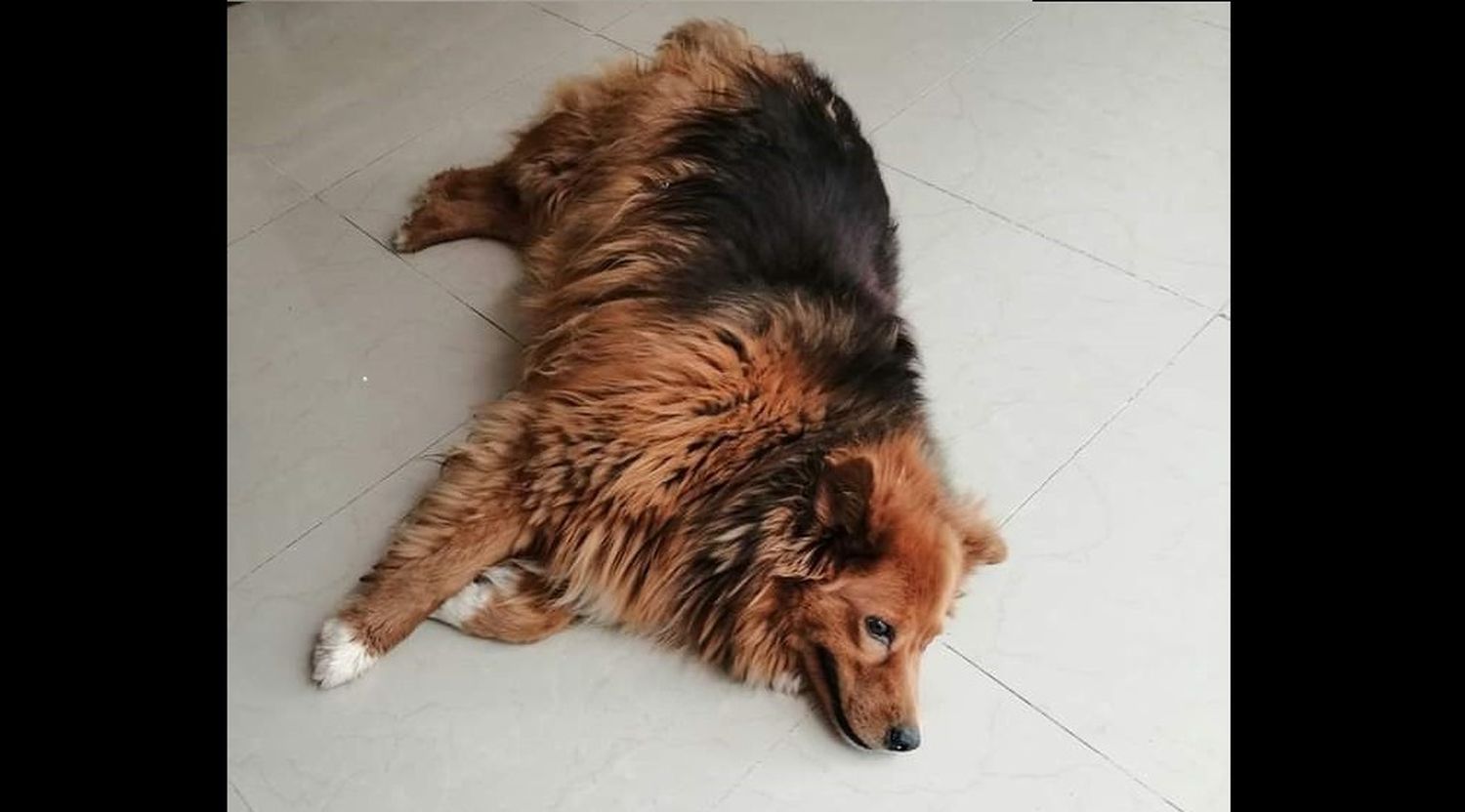 Perrito encontrado