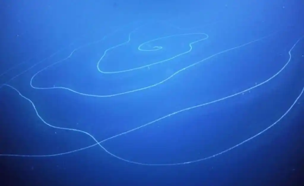 Sifonóforo, el sorprendente organismo encontrado en el fondo del mar de Australia