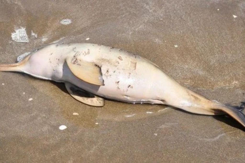 Hallan dos delfines Franciscana muertos en la costa de Mar Chiquita