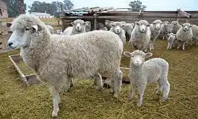 Se abrió la convocatoria para que proyectos productivos ingresen en la Ley Ovina