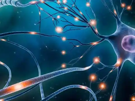 Descubren mutaciones clave vinculadas a enfermedades neurodegenerativas y psiquiátricas