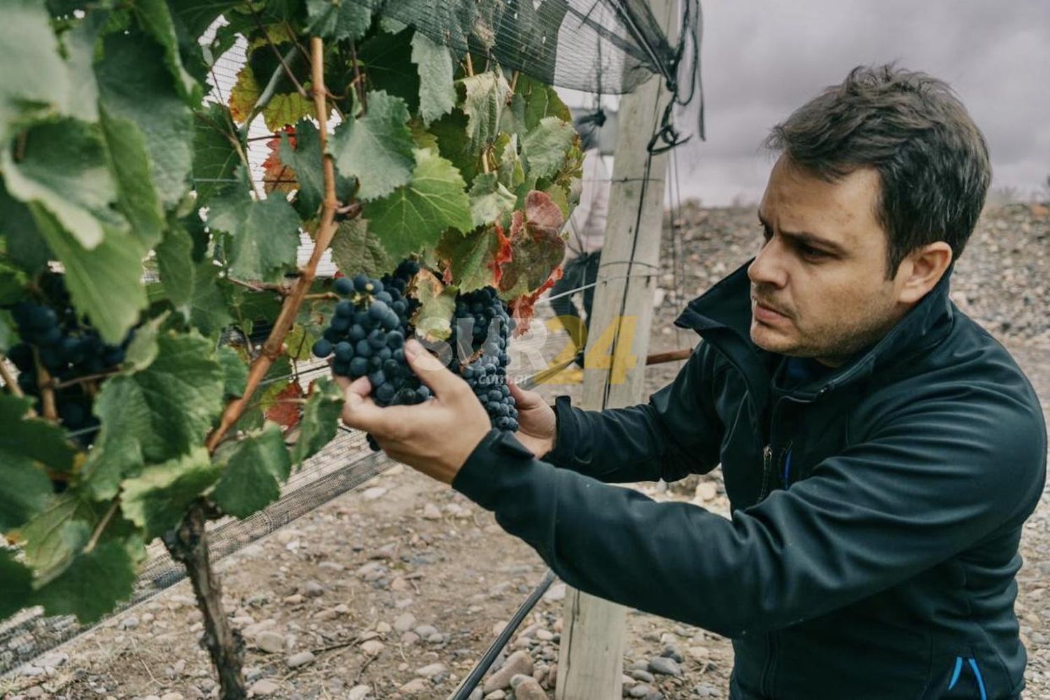 Ariel Angelini, el alquimista de las uvas