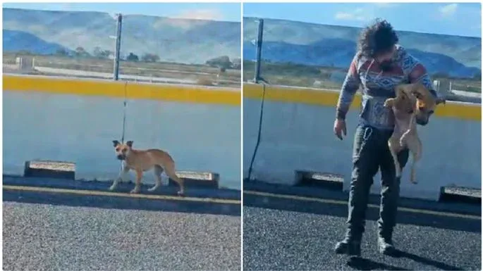 Emotivo rescate