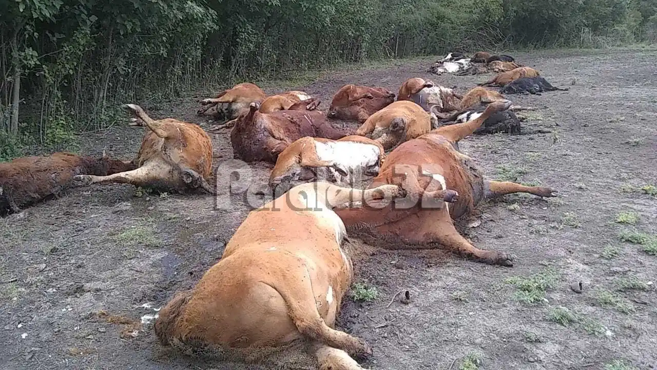 Murieron 200 novillos por intoxicación con nitratos