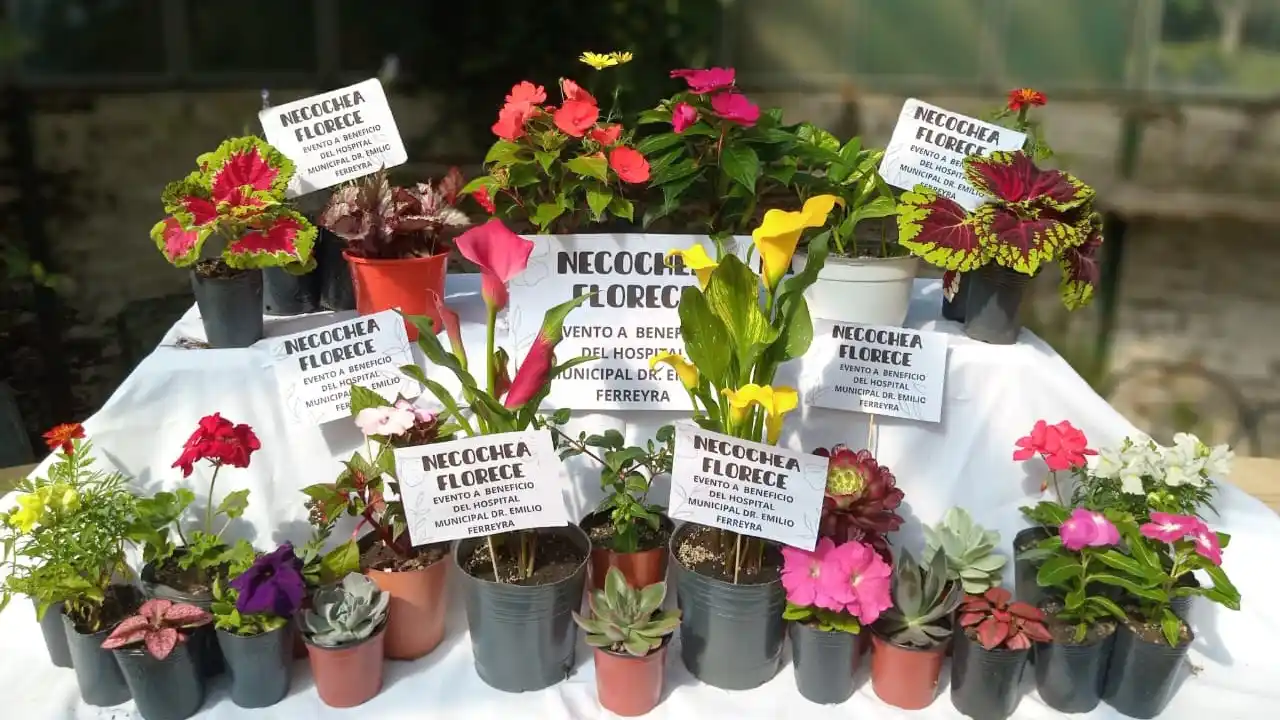 Garden Club Necochea y Vivero Necochea culminan una experiencia solidaria a beneficio del Hospital