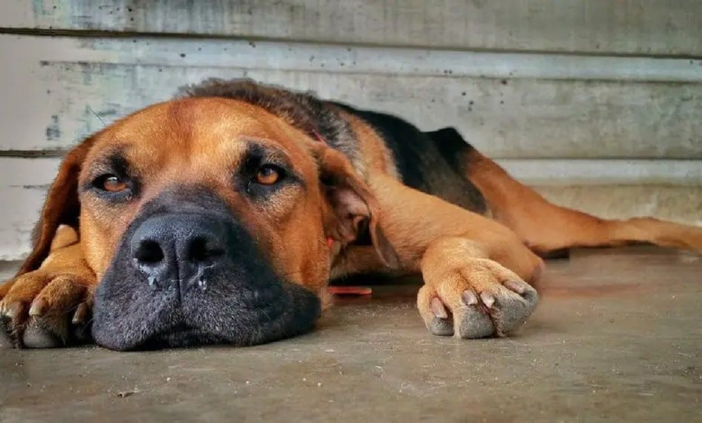 Cuidado integral para tus mascotas: la importancia de saber cómo y cuándo bañar a tu perro