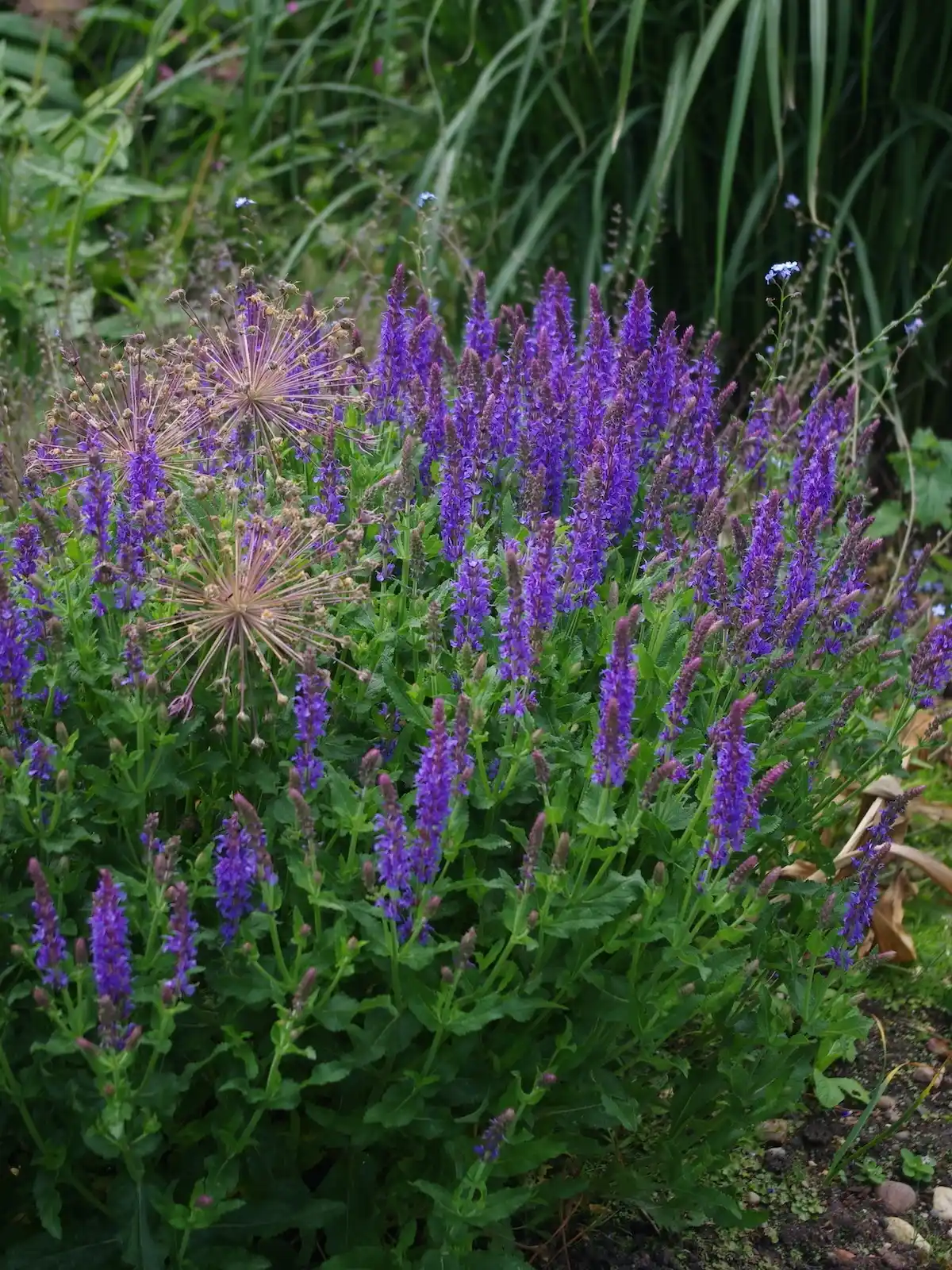 Salvia, una planta que sirve para curar.