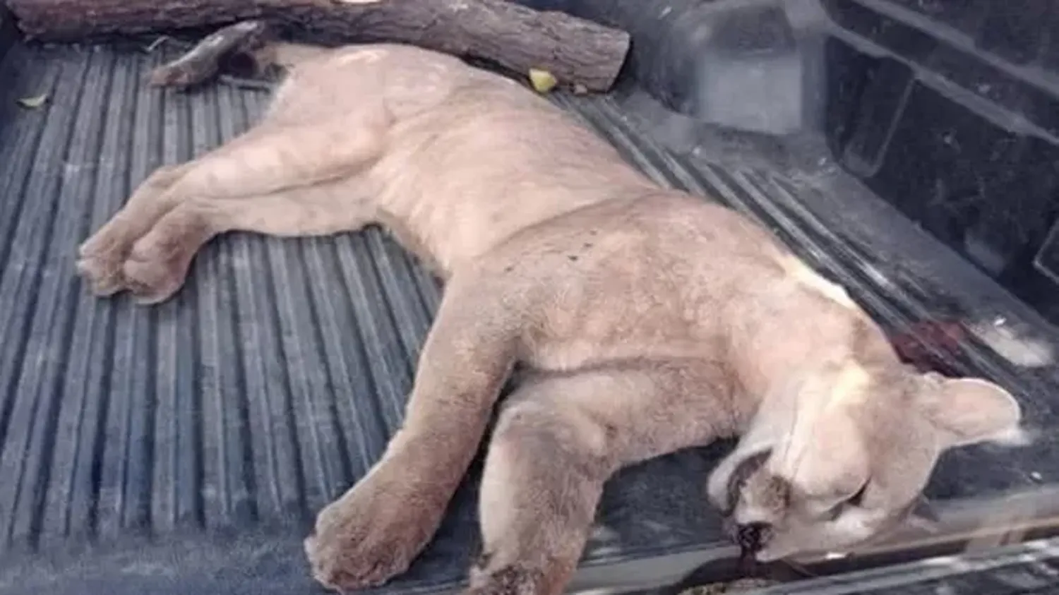 Larroque: un cazador mató a un puma y lo exhibió en sus redes sociales