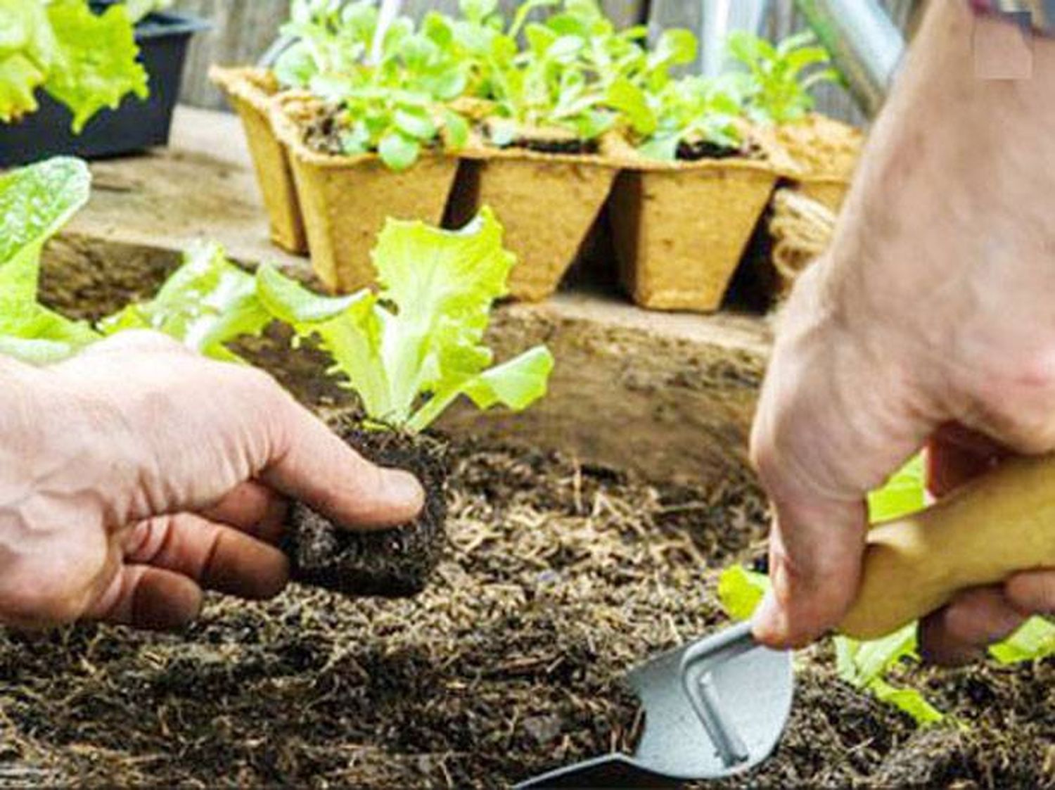 Familias de Osvaldo Magnasco recibirán kit de semillas y asesoramiento sobre plantación y riego