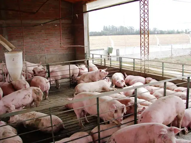 Podcast El Eco: el consumo de carne porcina se multiplicó por tres en 15 años