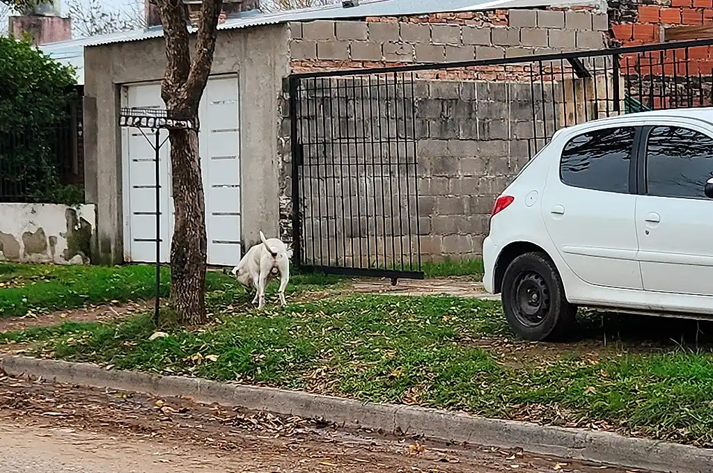 ataque perro dogo calle zubriggen barrio mora - 2