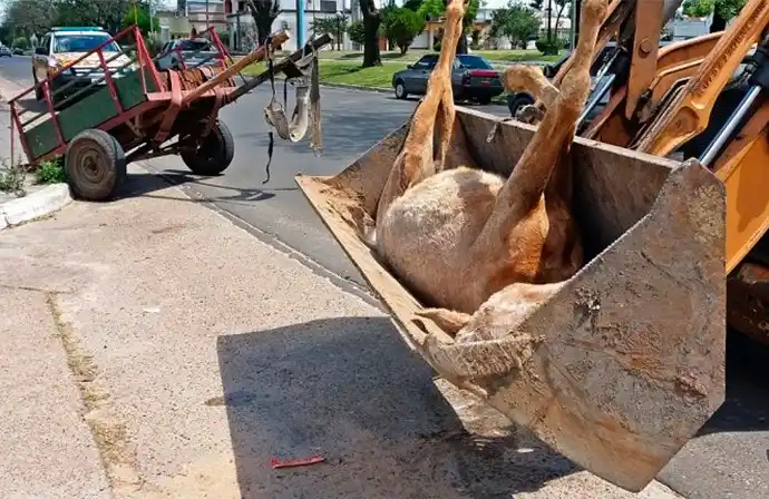 Potrillo murió cuando tiraba carro con ladrillos: Imputaron a los responsables