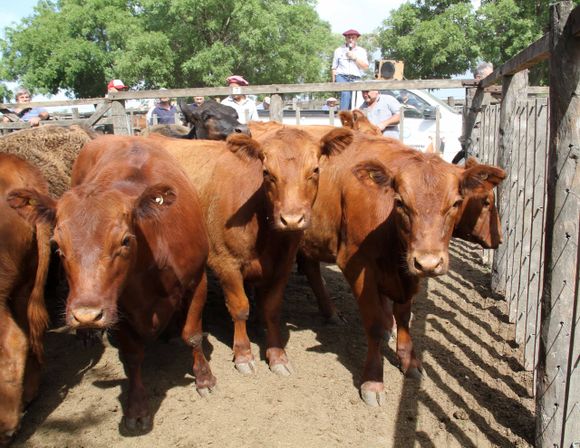 La Agrícola Ganadera vuelve a la feria de Tres Arroyos