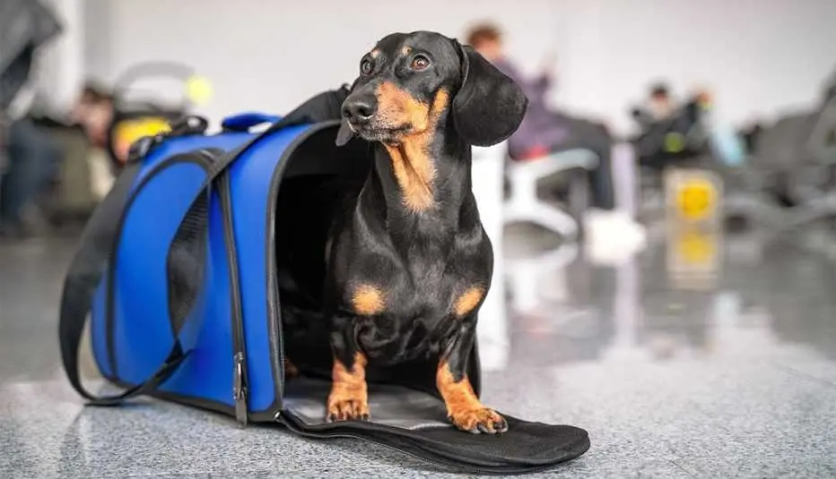 Se puede transportar mascotas en trenes de larga distancia.