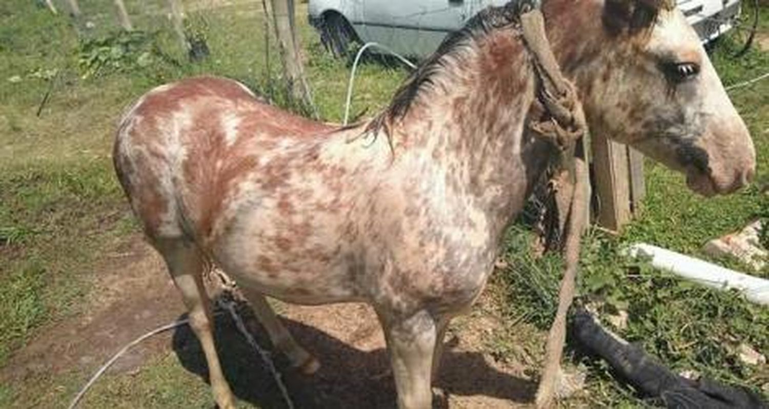 Se busca