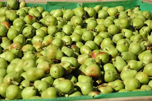 700  contenedores con peras argentinas  no pueden ingresar a Rusia