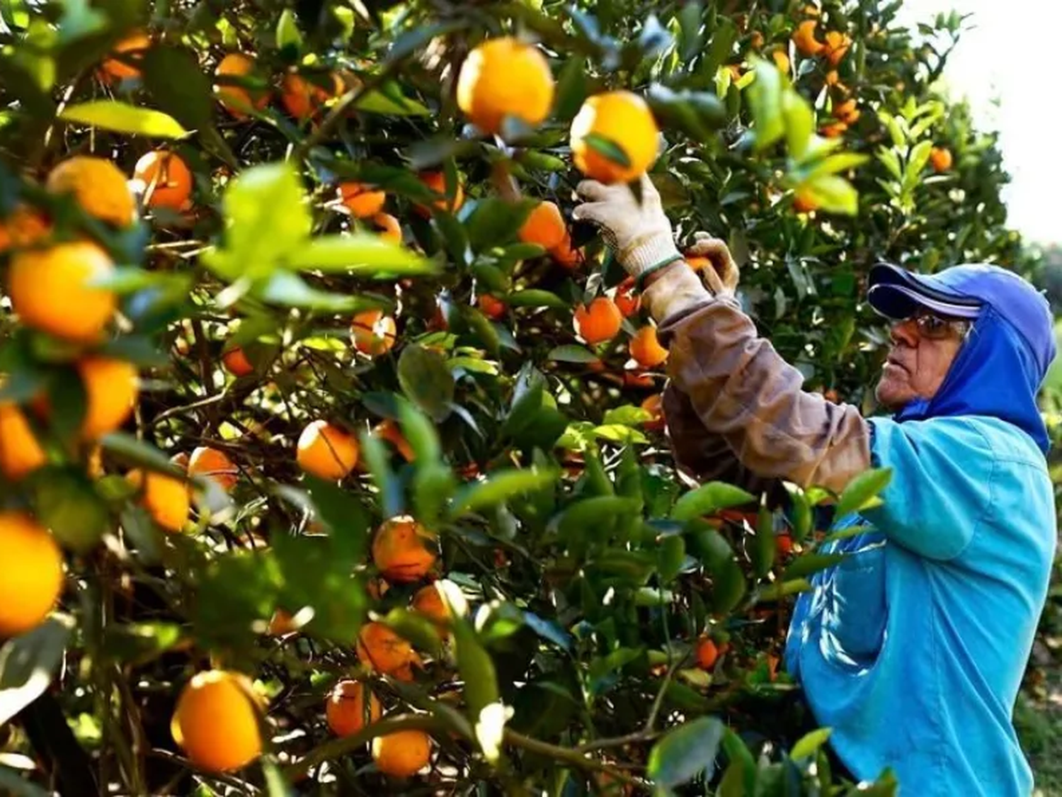 La Comisión de Desastres Agropecuarios recomendó declarar la emergencia en Entre Ríos