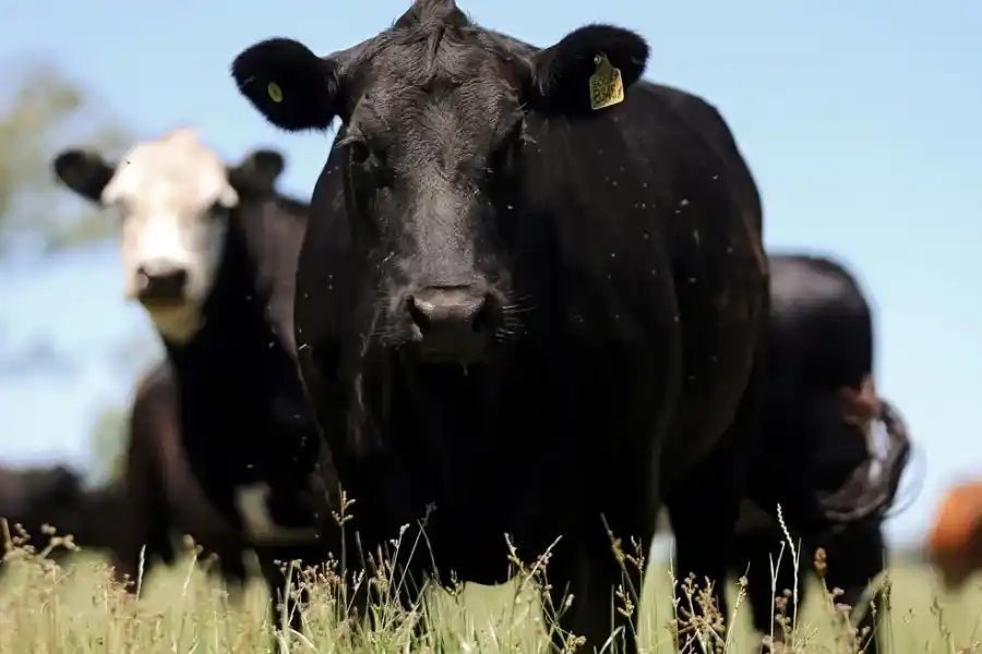 Investigan un caso sospechoso de "vaca loca" al norte de Brasil