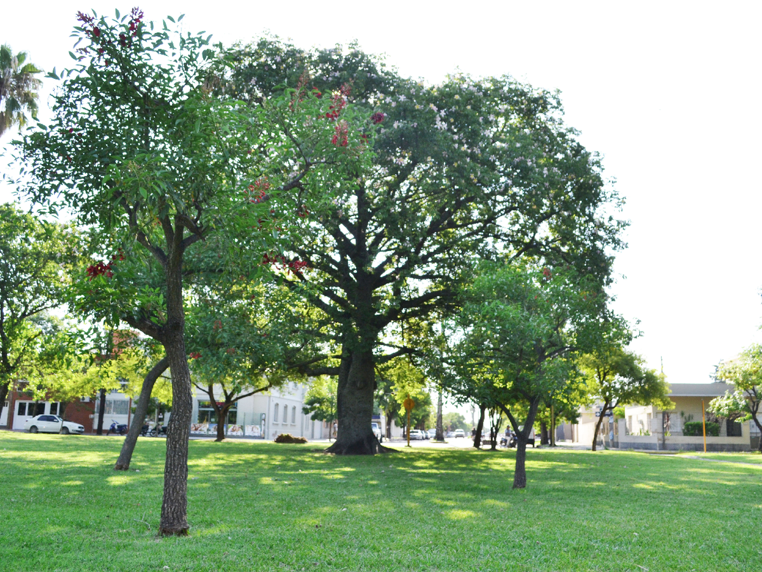 Árboles: contraste y cuidados