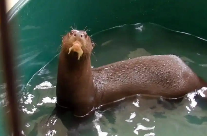 Tras su extinción hace 50 años, regresa a Argentina la nutria gigante
