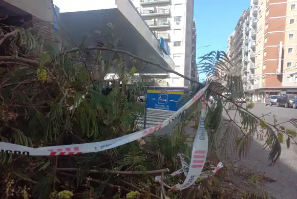Siguen los efectos del viento: cayó un añoso árbol en el macrocentro