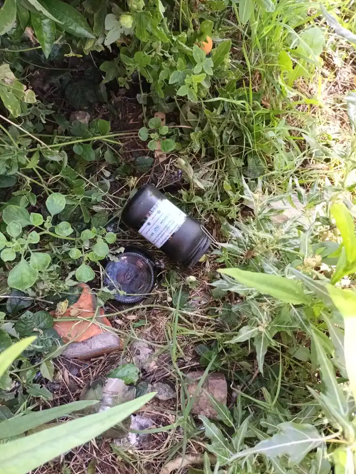 Cuidado con las ovitrampas: dispositivos clave para la detección del mosquito del dengue