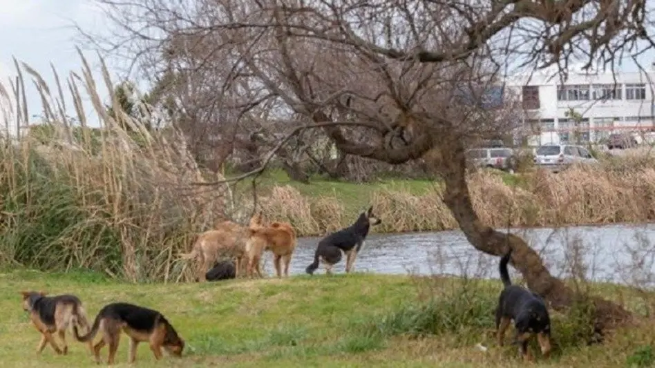 "El problema no son los animales sino los dueños irresponsables" 