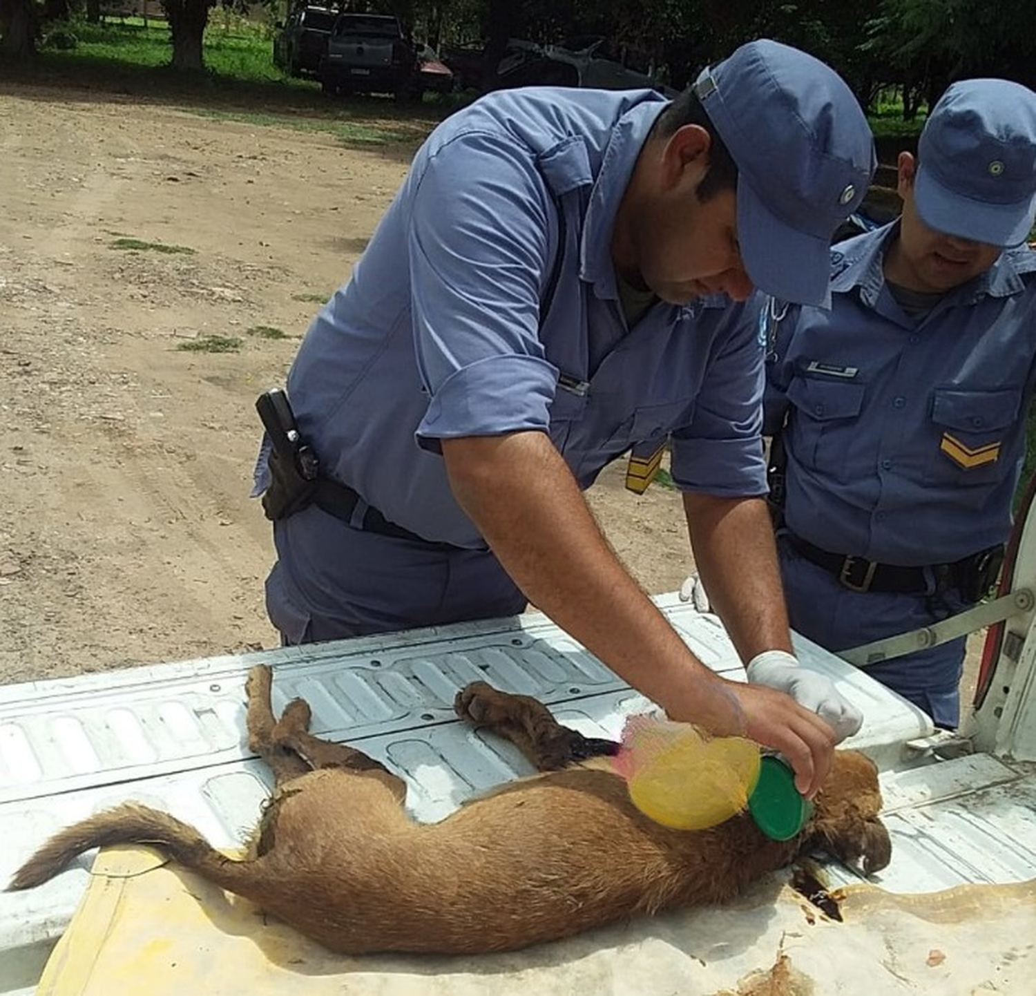 La Policía detuvo a un hombre por matar de un disparo a un perrito callejero