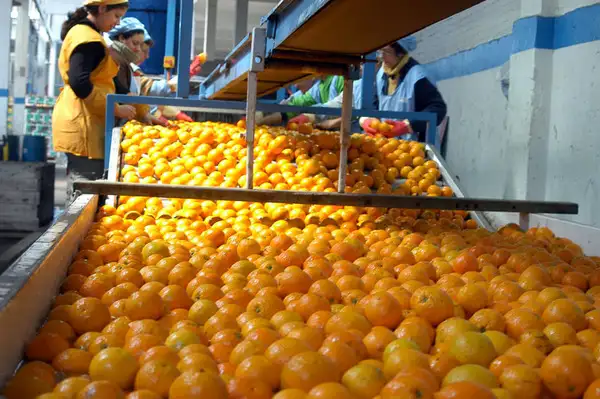 Brindarán ayuda financiera a la producción lechera y citrícola