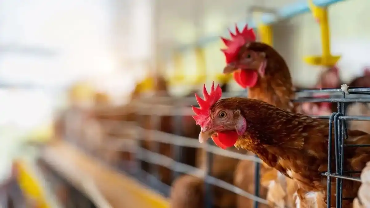 Nuevas medidas por Gripe Aviar: Senasa prohíbe ferias y movimiento de aves vivas con fines comerciales