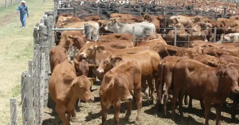 Con la devaluación, el sinceramiento de precios alcanzó también a la ganadería.