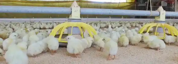 Uruguay intenta proteger sus granjas avícolas de la influenza