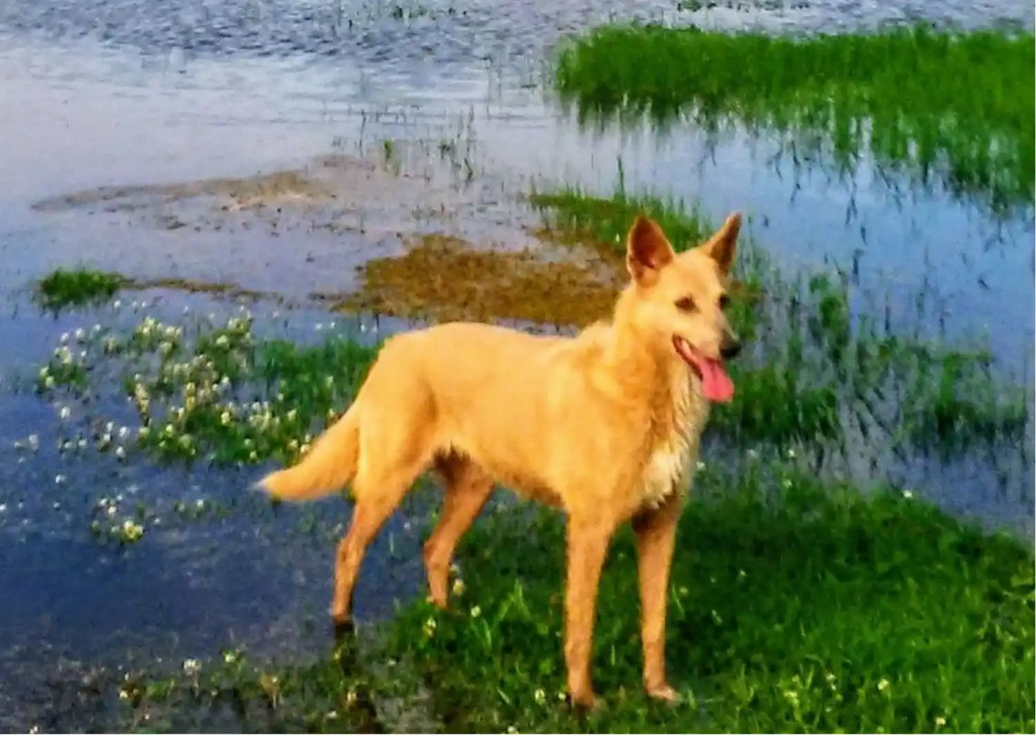 Chula, la perrita fue encontrada en el Paseo Público en 2012. “De una dulzura particular y de una locura infinita".