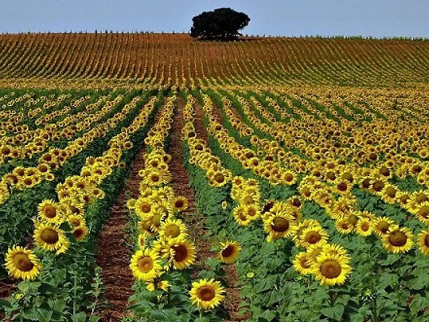 Campaña de girasol 2025/26: cuál es la oferta y el uso regional en Argentina