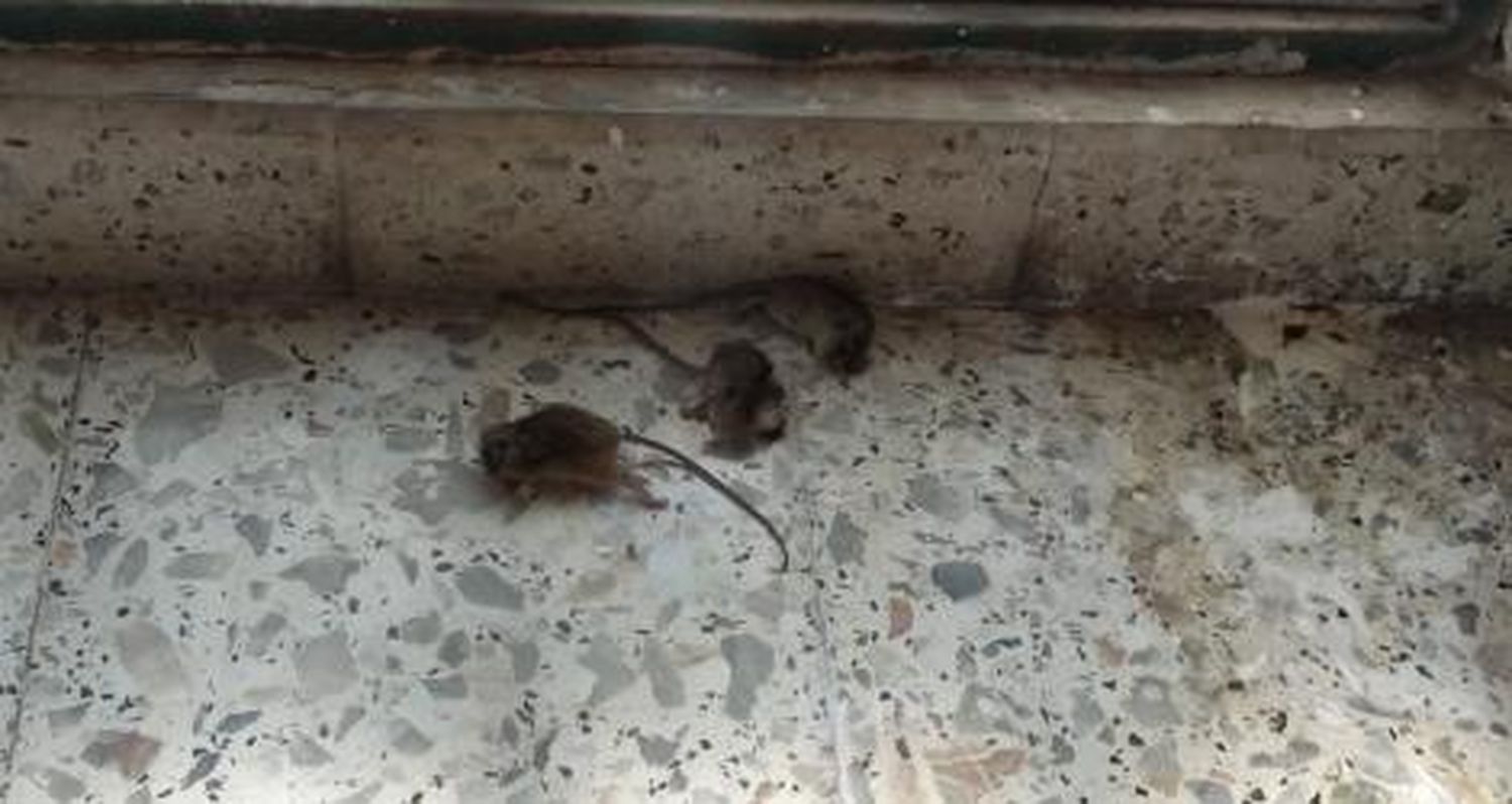 Reclamo en el cementerio