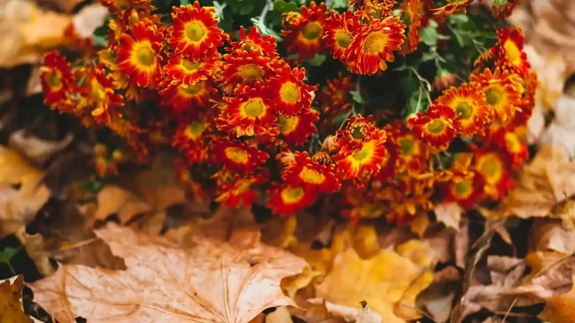 Las dos mejores flores de otoño para plantar en mayo