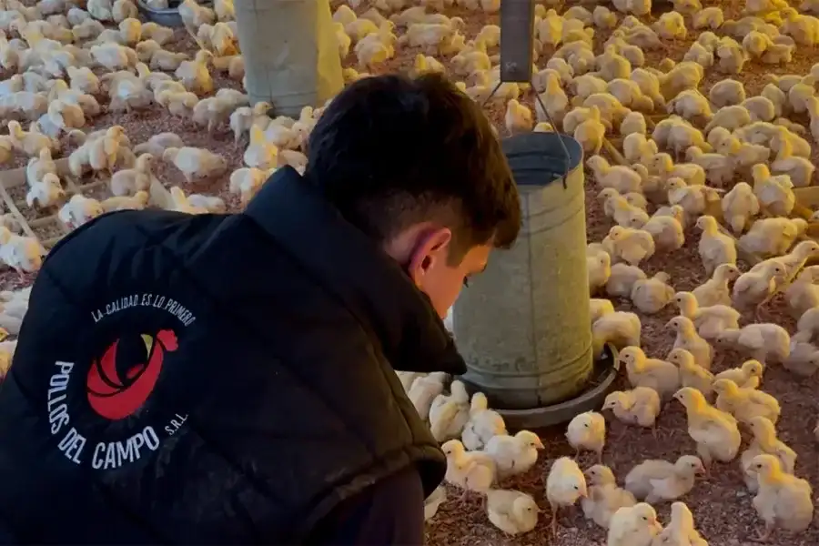 Un entrerriano creó una app que gestiona datos de casi 400.000 aves en granjas avícolas