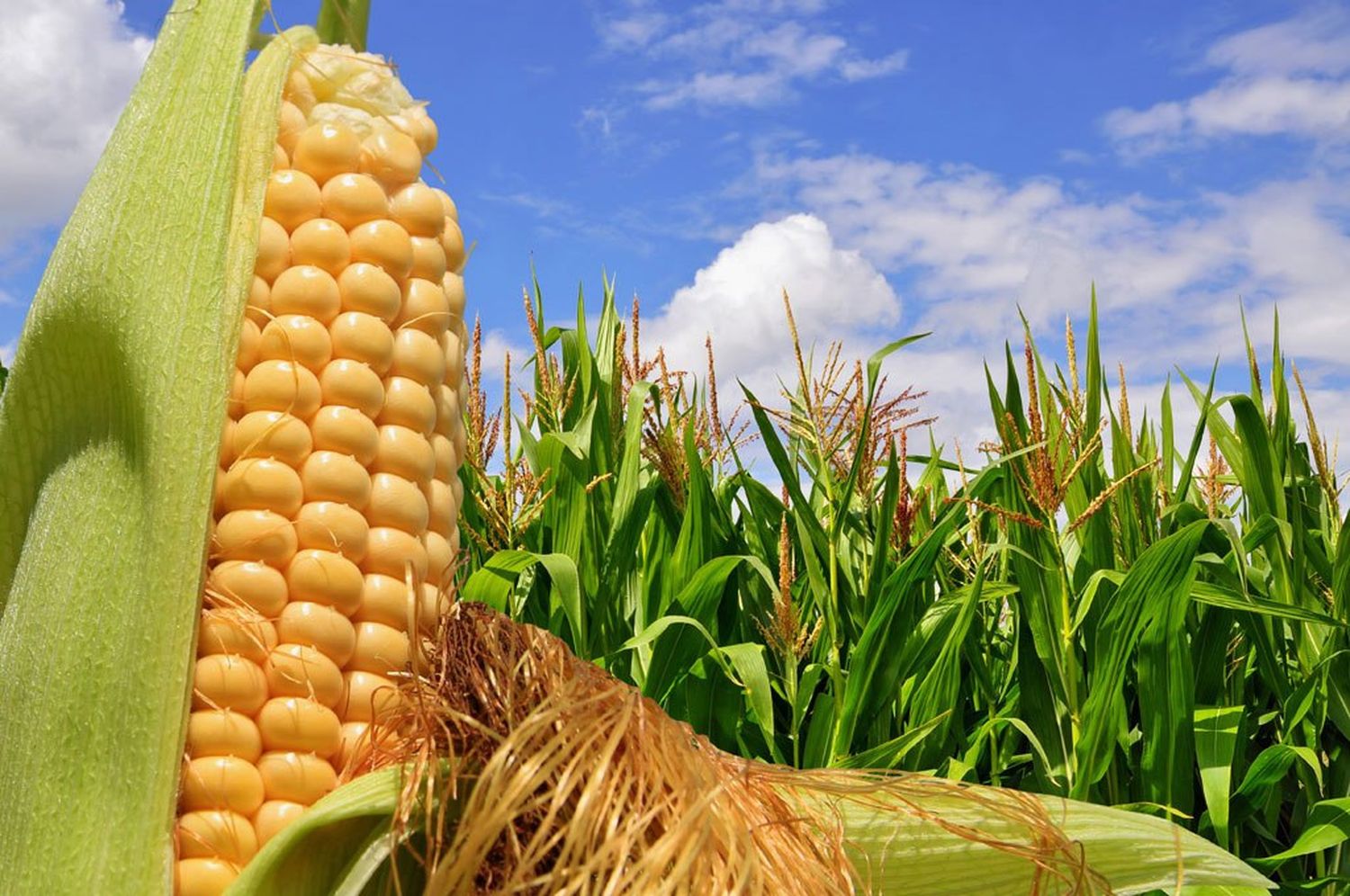 La Argentina suma un mercado clave para las exportaciones de maíz: China