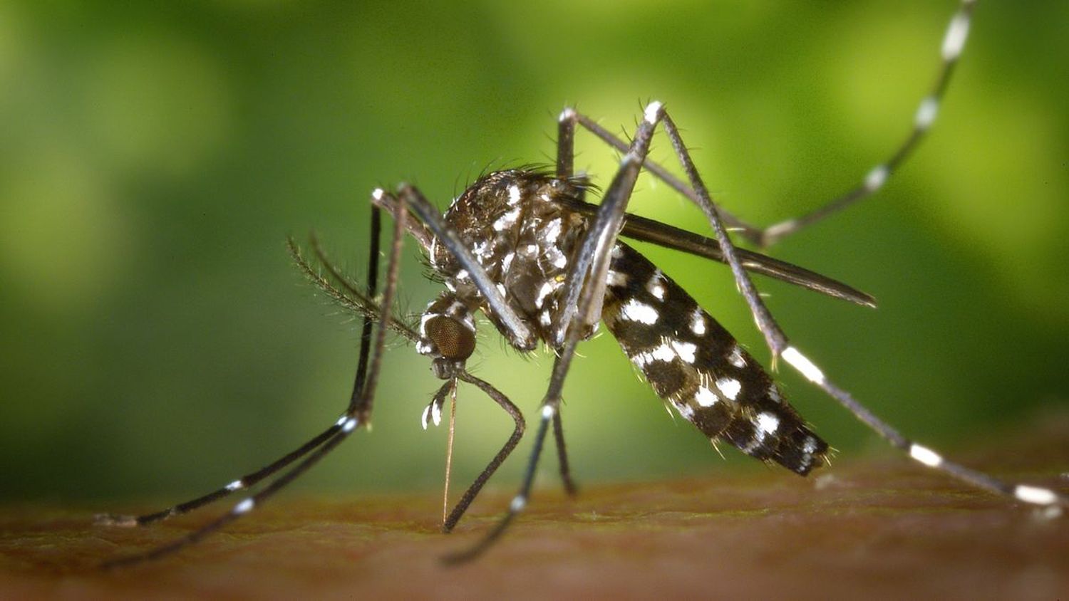 ¿ERES SANGRE DULCE? Por estas razones pican los mosquitos