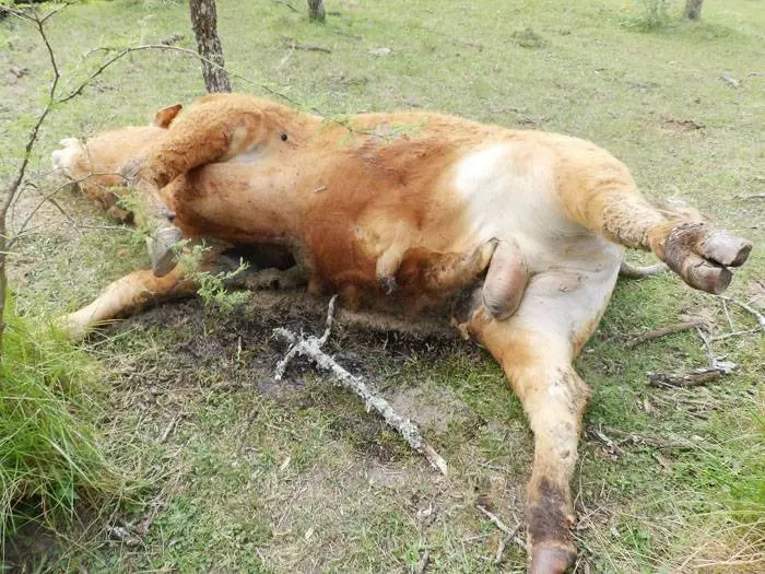 Ciervo mata toro de gran valor