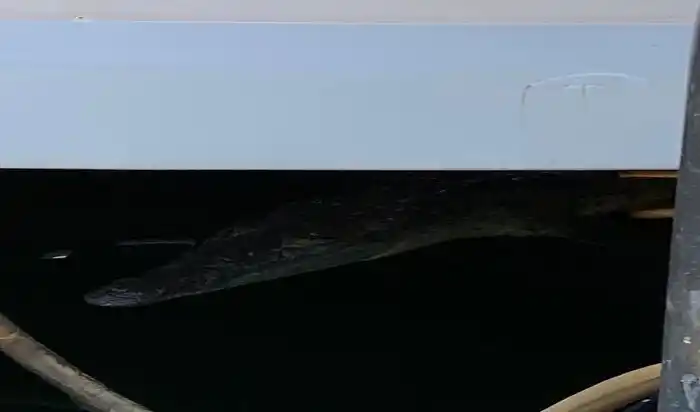 ¡SUSTO! Avistan un cocodrilo en costas de Higuerote