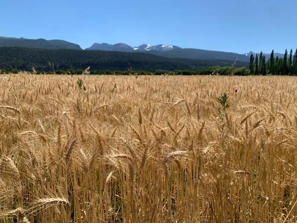La cebada tiene su variedad patagónica