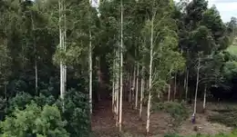 Accidente laboral: sufrió graves heridas tras caer de un árbol y fue internado de urgencia