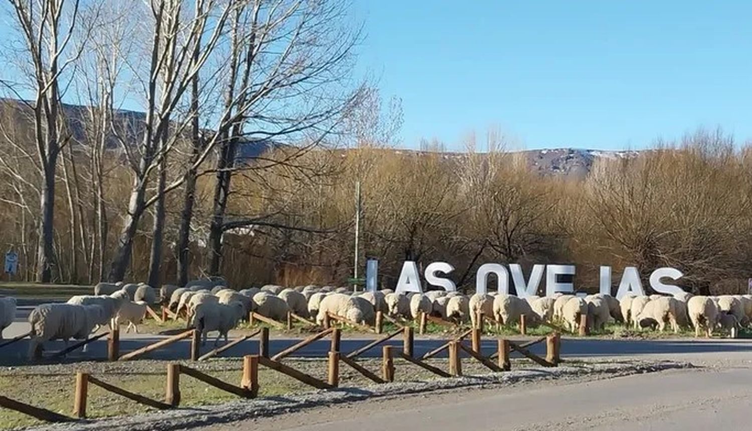 Las ovejas virales de Las Ovejas (Neuquén).