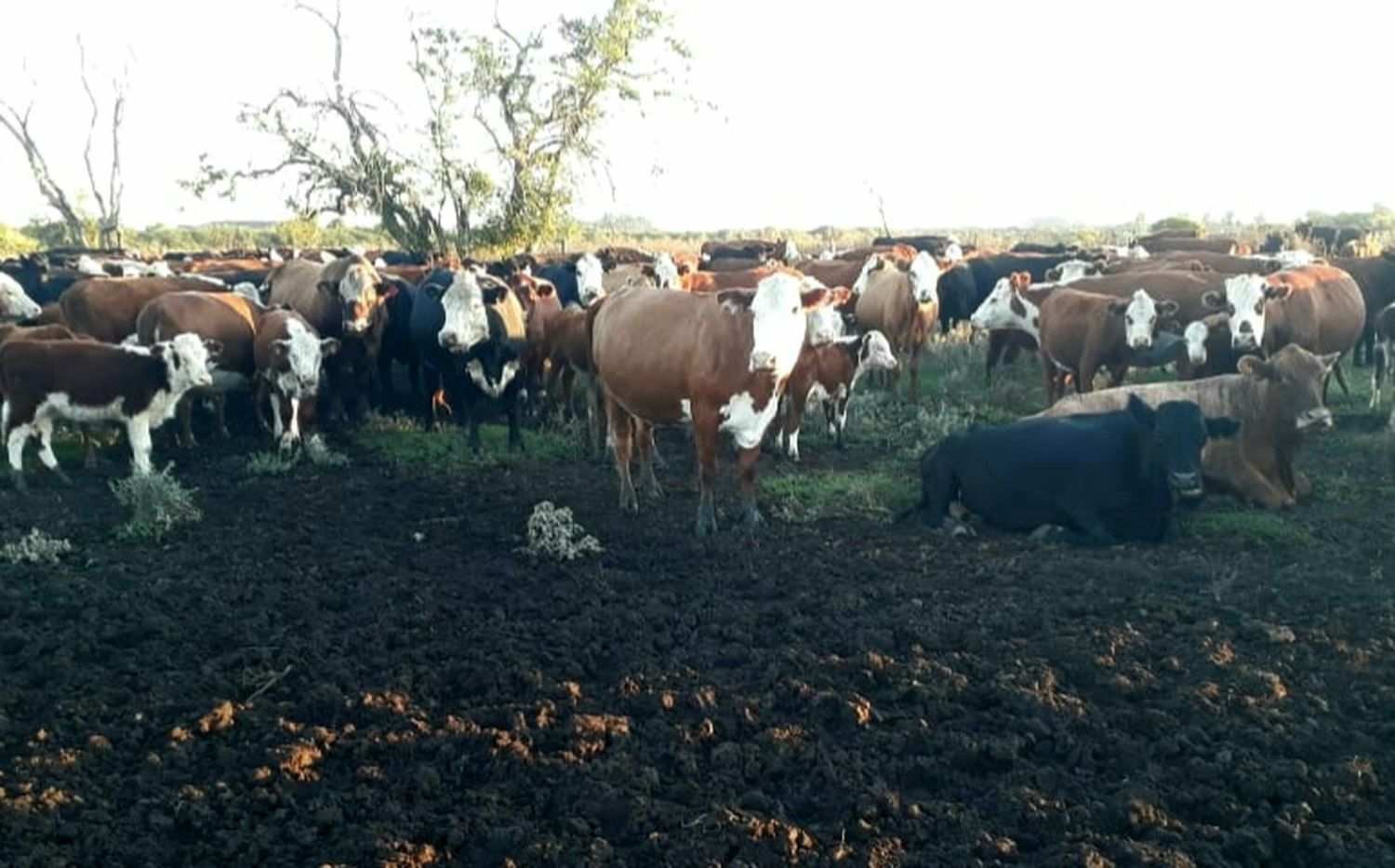 Dormir con las vacas al lado: el relato de un productor víctma de robos