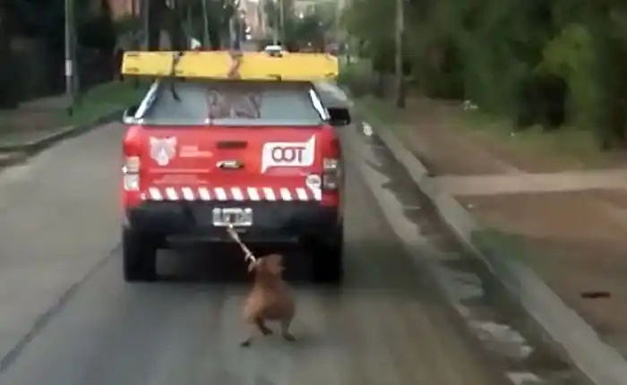 Despidieron a municipales que maltrataron a un perro en Tigre