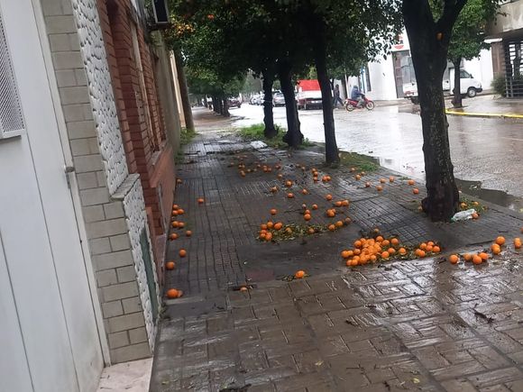 Del dulce casero a la basura: qué opinan los sampedrinos sobre las naranjas amargas