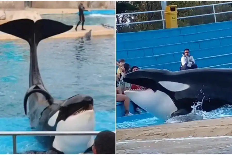 “Está demacrada”: activistas reclamaron que liberen a la orca de Mundo Marino y difundieron videos