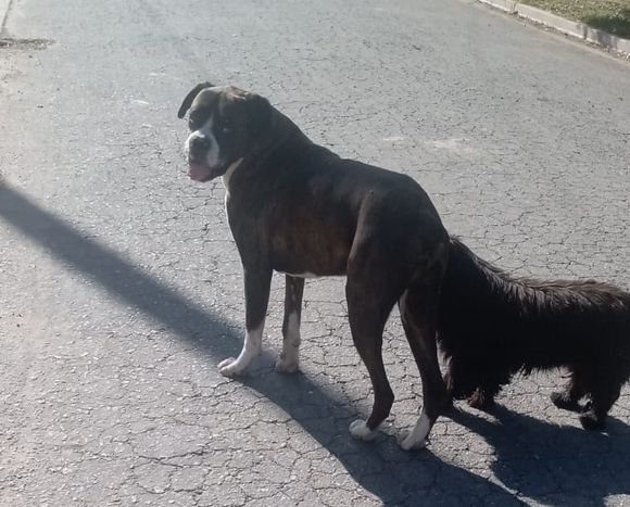 Perro perdido