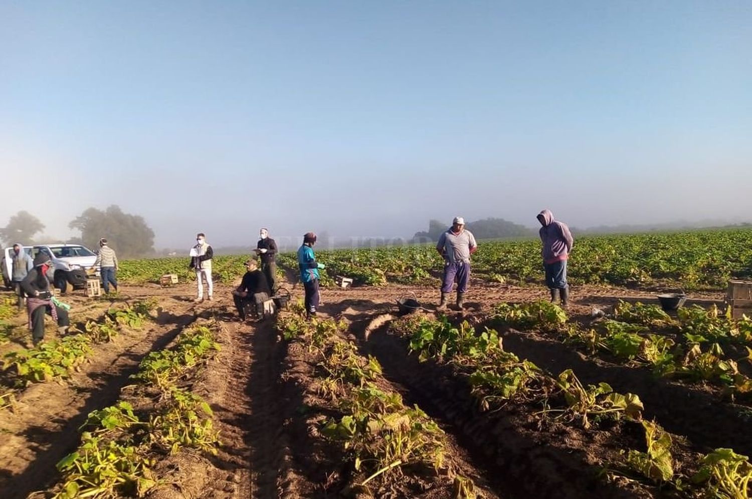 Detectan irregularidades en la cosecha de zanahoria